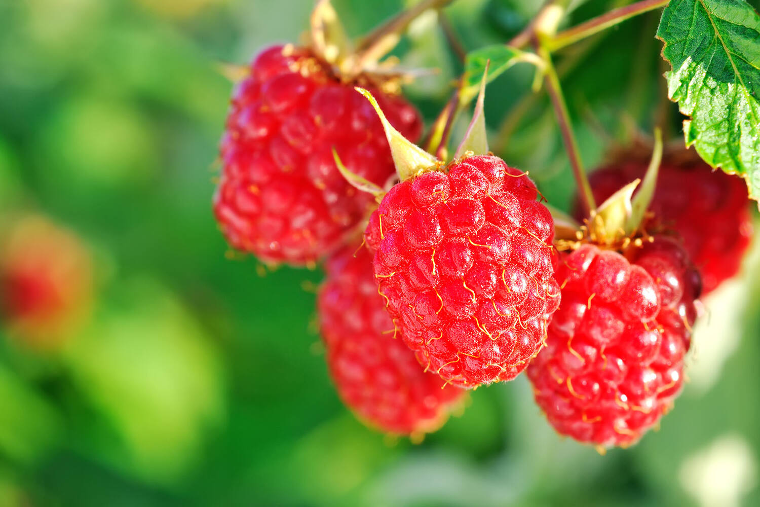 Frambozen beekers berries 125gr kist 12 stuks